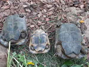 Gruppe mit drei Maurische Landschildkröten abzugeben Bild 3