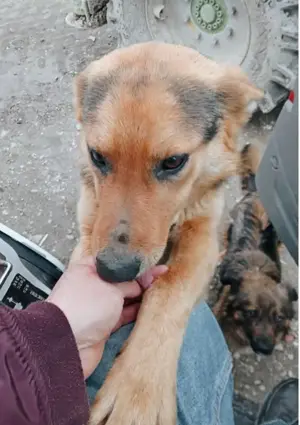 Flori - junger Rüde voller Liebe sucht seine Menschen