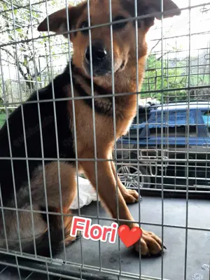 Flori - junger Rüde voller Liebe sucht seine Menschen Bild 7