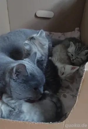BKH Kitten, Kätzchen, Katze