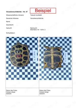 Vierzehenschildkröten Steppenschildkröten (testudo horsfieldii) Nachzuchten Bild 3
