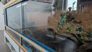 Königspython incl. Terrarium abzugeben 200x50x50