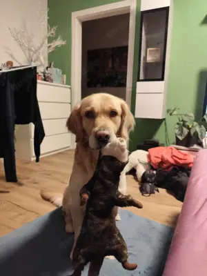 Deckakt Deckrüde Golden Retriever reinrassig Bild 5