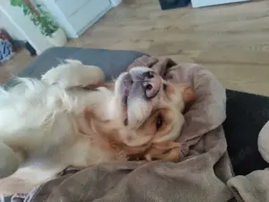 Deckakt Deckrüde Golden Retriever reinrassig Bild 4