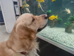 Deckakt Deckrüde Golden Retriever reinrassig Bild 3