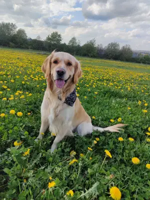 Deckakt Deckrüde Golden Retriever reinrassig