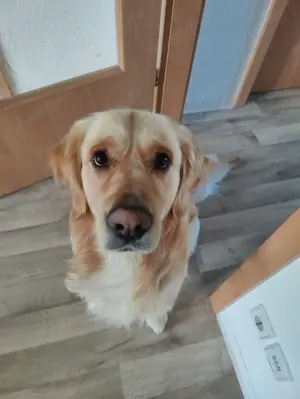 Deckakt Deckrüde Golden Retriever reinrassig Bild 2