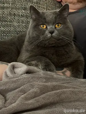 Reinrassiger BKH Deckkater