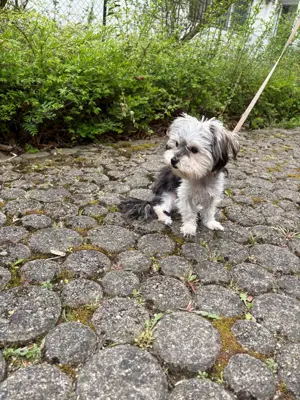 Mini Yorkshire Terrier
