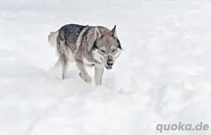 CSV wolfdog