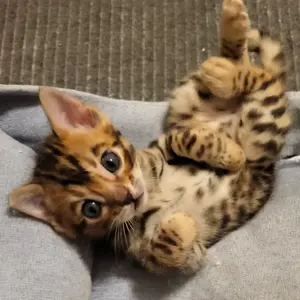 NEWS: Bengal-Kitten aus bewährten Linien suchen ihr 5*-Forever-Zuhause