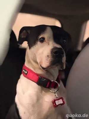american stafford boxer mix deckrüde 