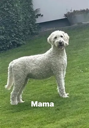 Wurfankündigung Goldendoodle F1bb Standard
