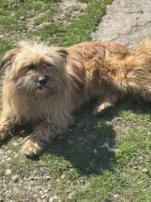 Matei, 6 Jahre, klein, freundlich, verwuschelt ,sucht eine Familie
