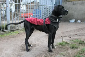 Zarte Dogge sucht neues Zuhause
