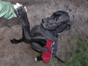 Zarte Dogge sucht neues Zuhause