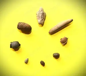 Insekteneier (Phasmiden & Blattschrecken) aus liebevoller Hobbyzucht günstig abzugeben!