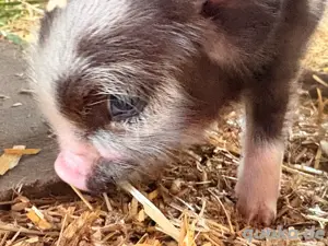 Kune Kune Ferkel Schweine