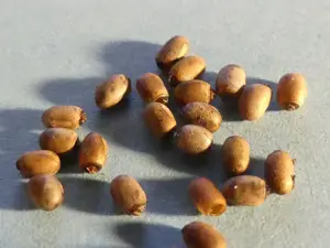 Phasmiden - Eier toller Arten! Bild 6