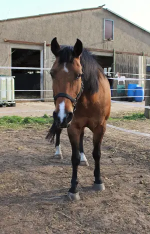 Charmanter Haudegen (Wallach) sucht Seelenpartner  