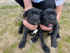 Cane Corso Welpen... ! 2 Rüden Wunderschön!!!