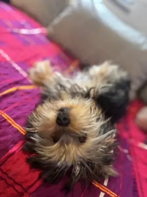 yorkie Welpe 