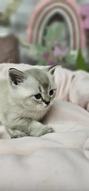 Britische kurzhaar Kitten, Point Bkh,mit 2 Impfungen  Kitts, Katzen. Käztzchen  Babys mit WOW Effekt