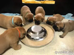 Bullmastiff Welpen suchen ein neues Zuhause