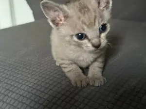 Sohynx kitten mit tast haaren
