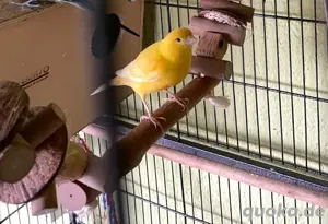 Kanarienvogel entflogen