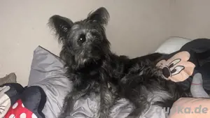maya sucht ein neues zuhause 
