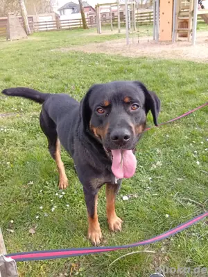 Deckrüde Labrador Rottweiler 