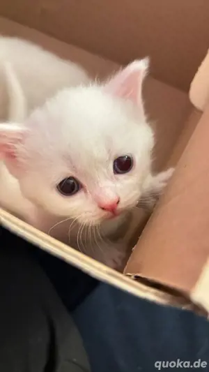 BKH Kitten