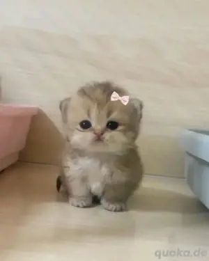 Suche eine Babykatze