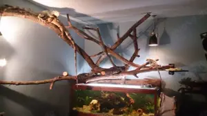 Nehme Reptilien .Schildkröten. Fische und der Kleidchen auf 