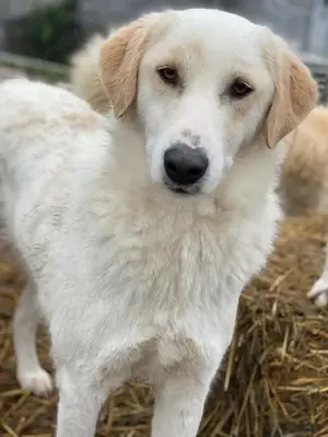 Nami, geb. ca. 12 2019, lebt in GRIECHENLAND, im städt. Tierheim Serres