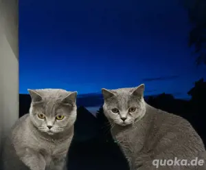 Mama-Katze & junger Kater suchen liebevolles Zuhause