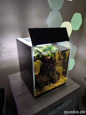 Nano Aquarium 20 Liter inkl Zubehör und Kampffisch 
