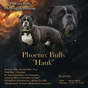 Hammer Old English Bulldog Deckrüde - kein Verkauf 