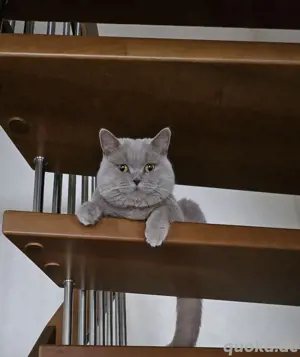 Bkh Deckkater Lilac mit Erfahrung  Bild 8