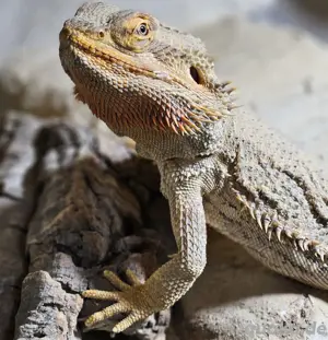 Erwachsenes Bartagemenmännchen mit  oder ohne Terrarium abzugeben