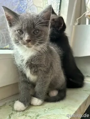 bhk kitten abzugeben