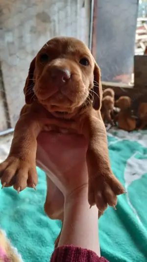 Hungarian vizsla puppies