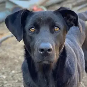 Romira, geb. ca. 06 2022, lebt in GRIECHENLAND, auf einer privaten Pflegestelle 