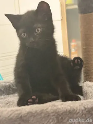 BKH Kittenbaby sucht ein liebevolles Zuhause 