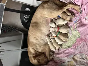 Typvolle Labradorwelpen mit Papieren