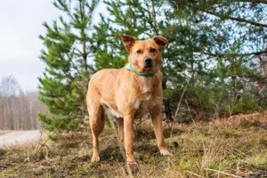 Schöne Margo sucht liebevolles Zuhause