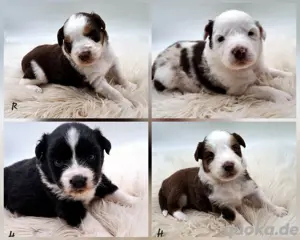 Miniature Australian Shepherd Welpen mit Papieren 