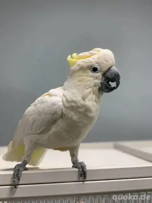 Weißhaubenkakadu zur Adoption