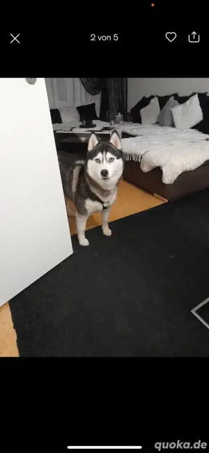 husky hund 